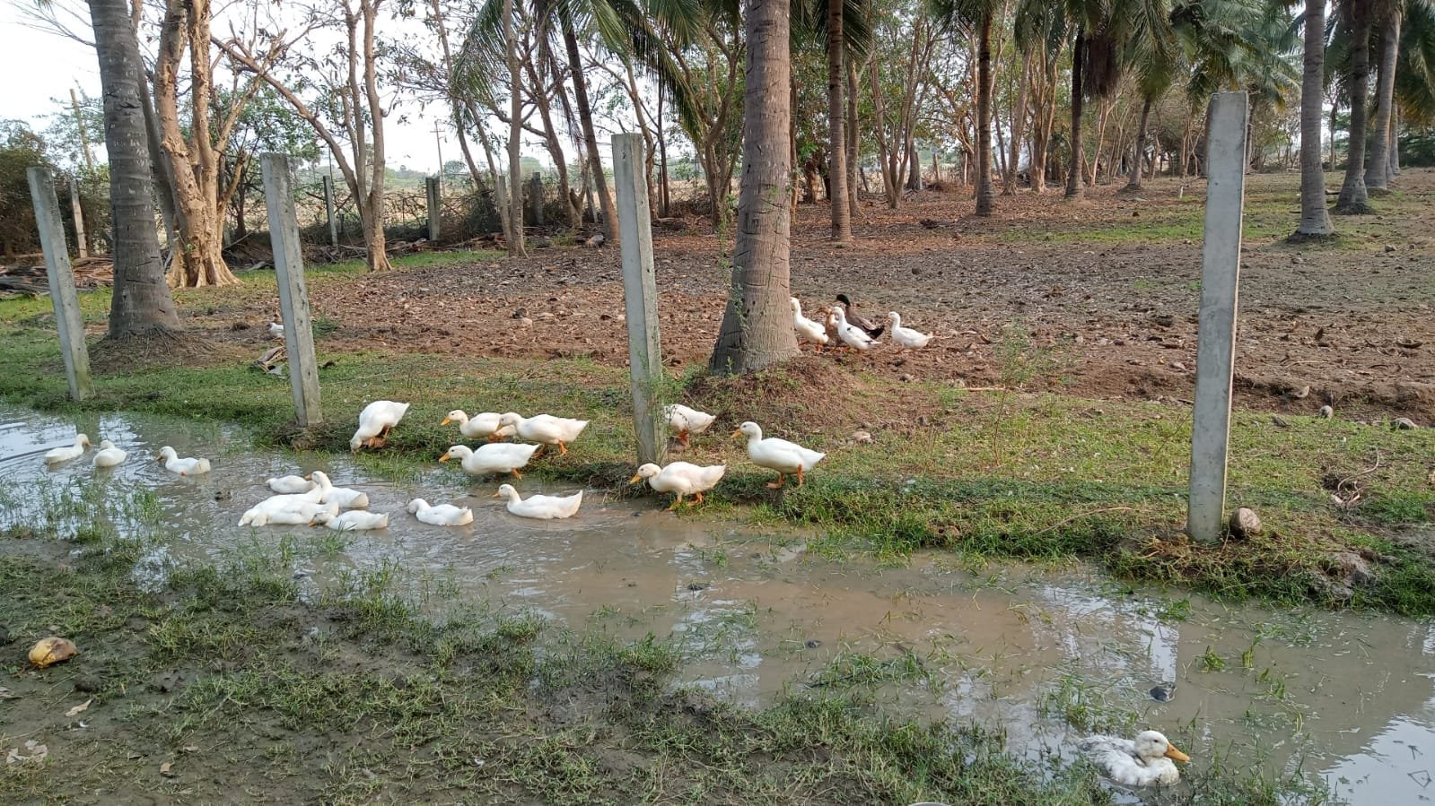 Ducks in the natural farm setting at Siesta Inn Lake View